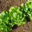 Lettuce
